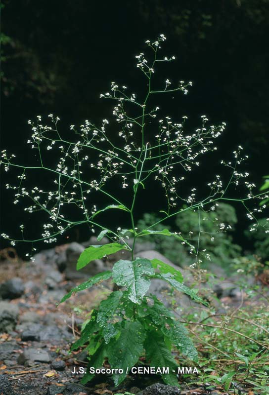 Crambe santosii Bramwell