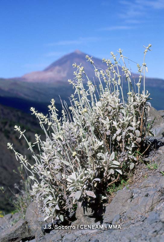 Sideritis oroteneriffae Negrín & P. Pérez