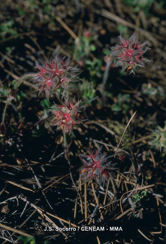Trifolium stellatum L.