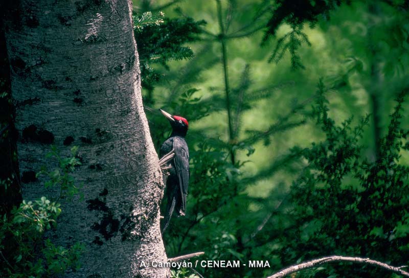 Dryocopus martius (Linnaeus, 1758)