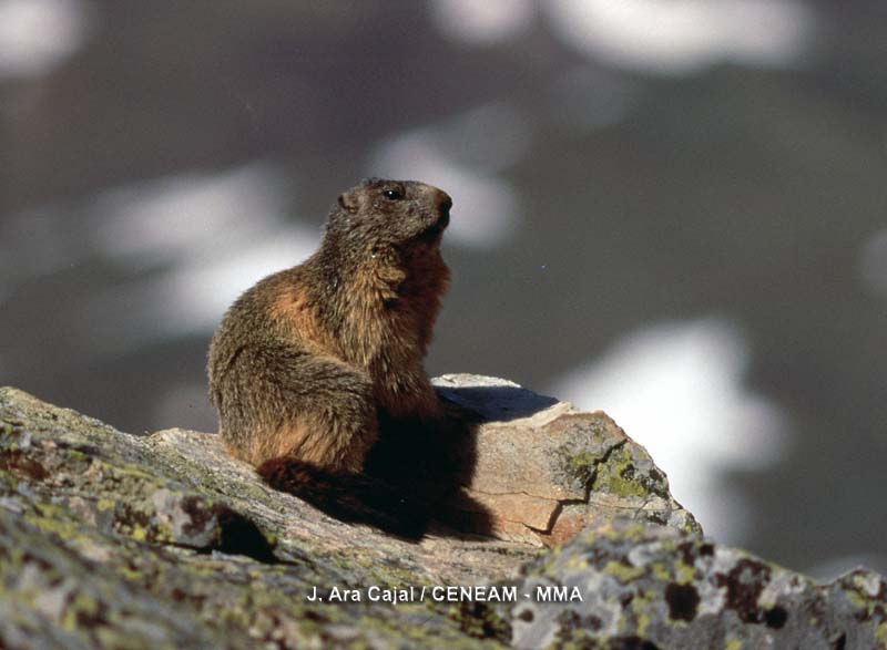 Marmota marmota (Linnaeus, 1758)