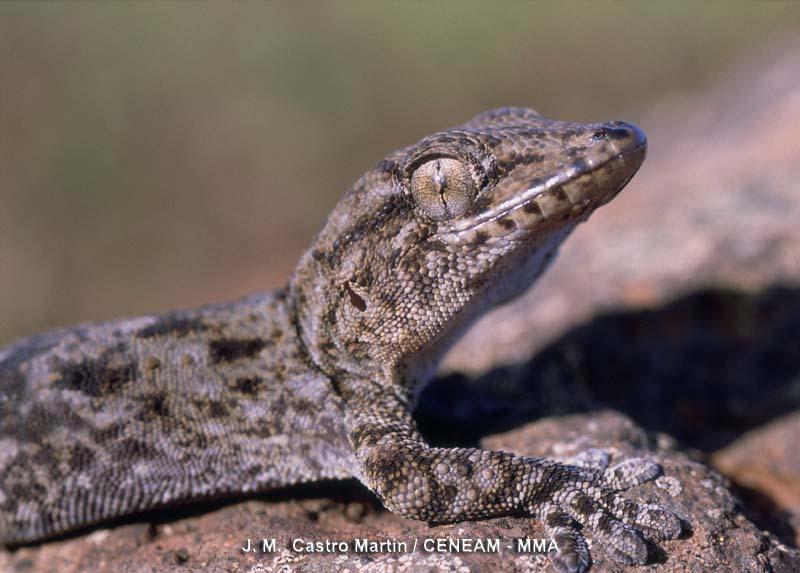 Tarentola delalandii (Duméril & Bibron, 1836)