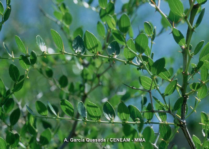 Ziziphus lotus (L.) Lam.