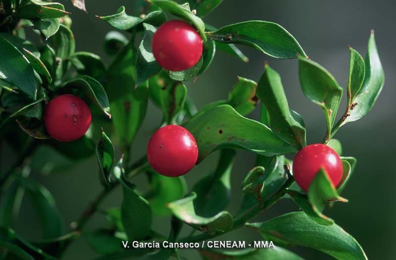 Ruscus aculeatus L.