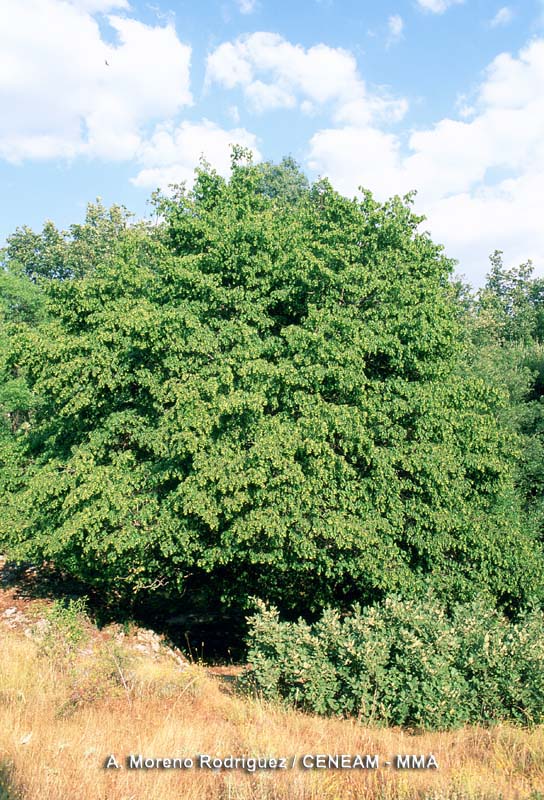 Carpinus betulus L.
