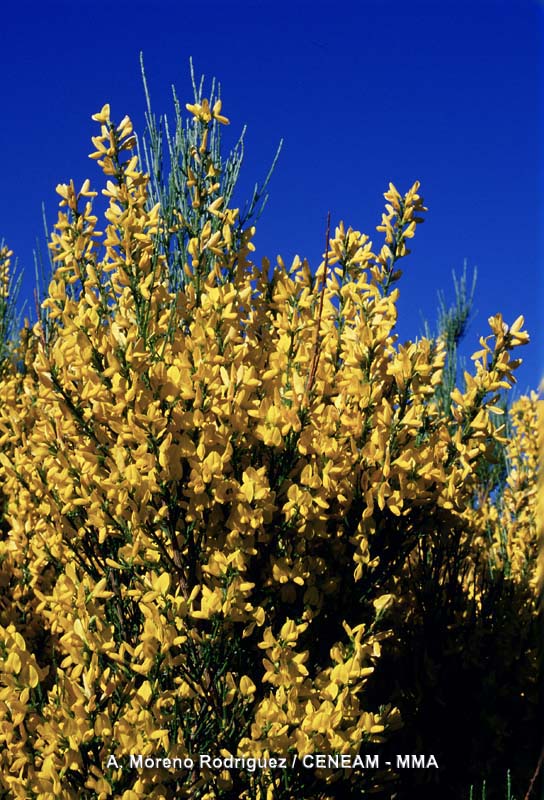 Genista cinerea (Vill.) DC.