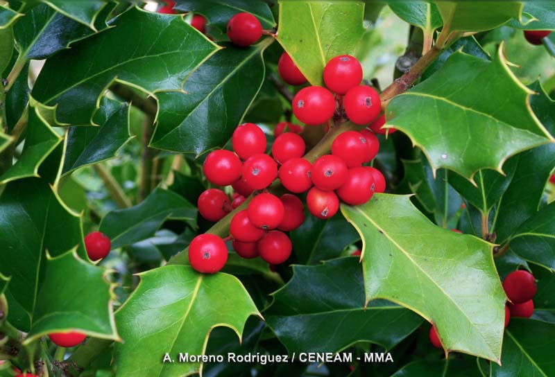 Ilex aquifolium L.