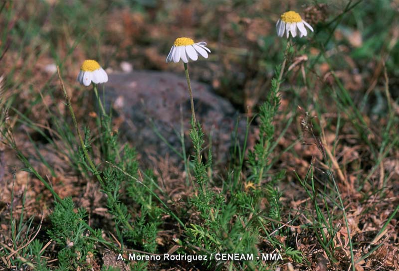 Chamaemelum nobile (L.) All.