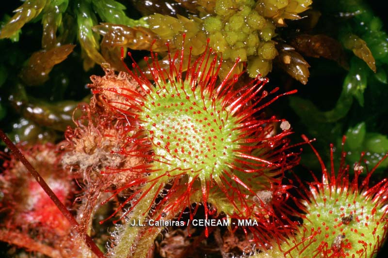 Drosera rotundifolia L.