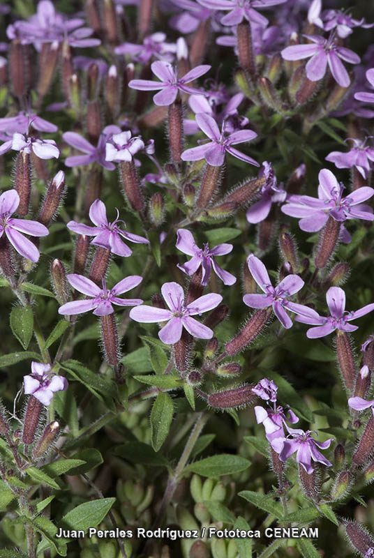 Saponaria ocymoides L.
