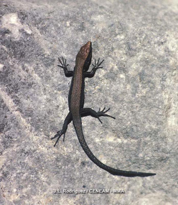 Algyroides marchi Valverde, 1958