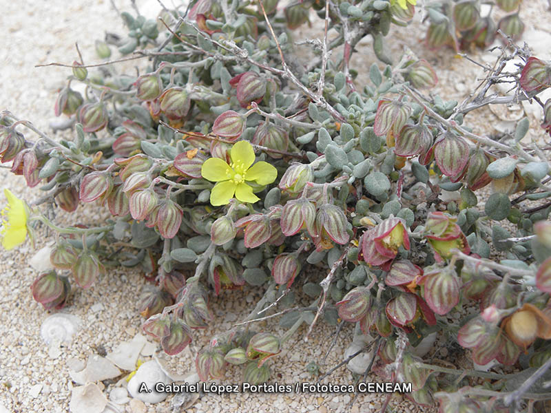Helianthemum canariense (Jacq.) Pers.