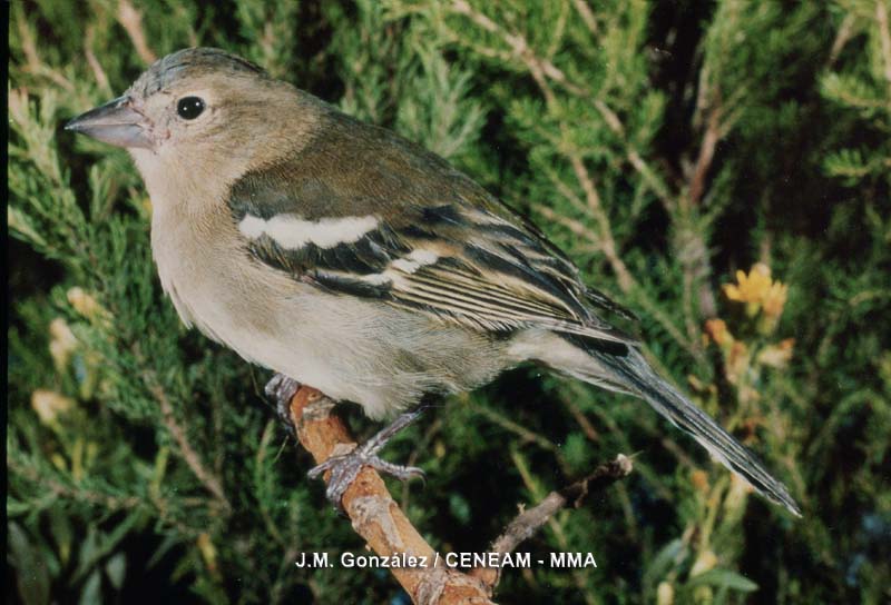 Fringilla coelebs subsp. canariensis