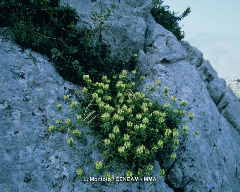 Sideritis hyssopifolia L.