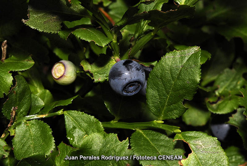 Vaccinium myrtillus L.