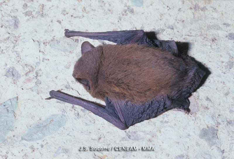 Nyctalus leisleri (Kuhl, 1817)