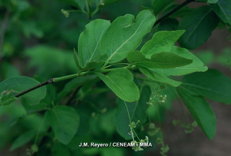 Euonymus latifolius (L.) Mill.