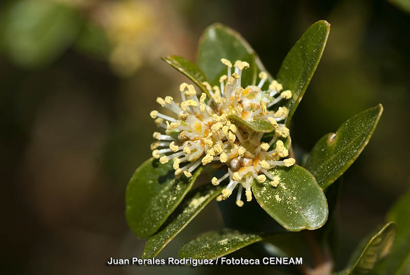Buxus sempervirens L.