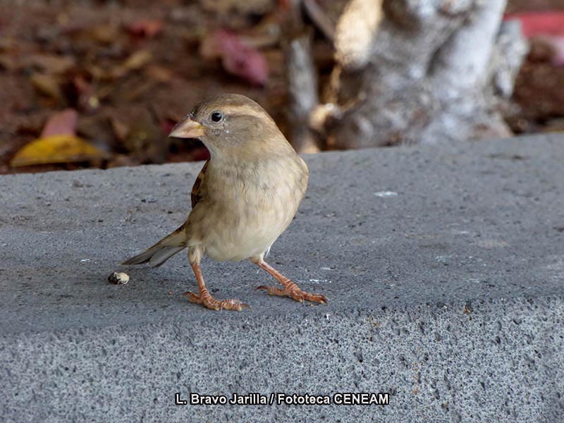 Passer domesticus (Linnaeus, 1758)