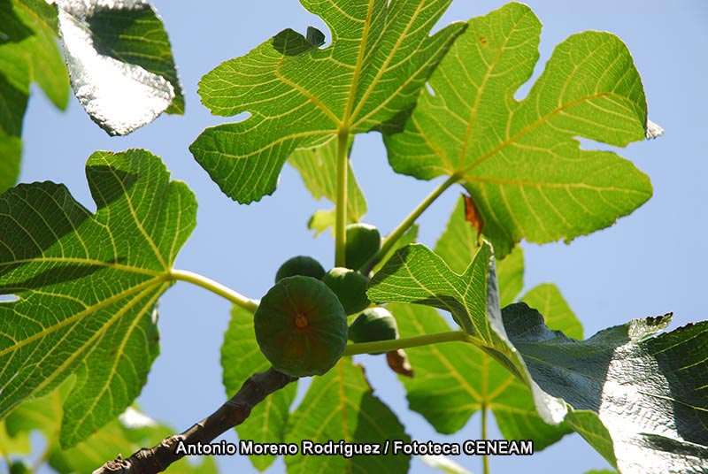 Ficus carica L.