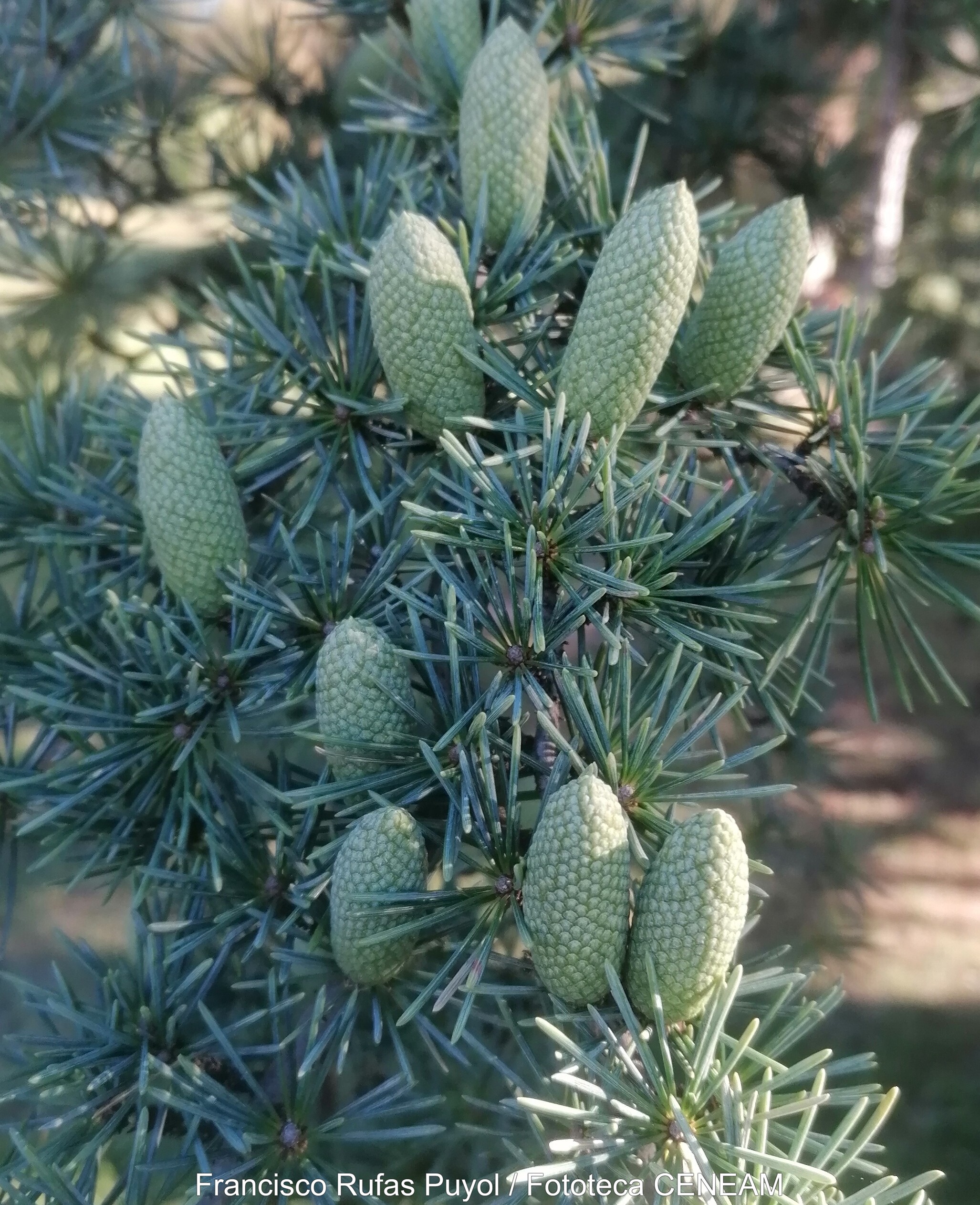 Cedrus atlantica (Endl.) Carrière