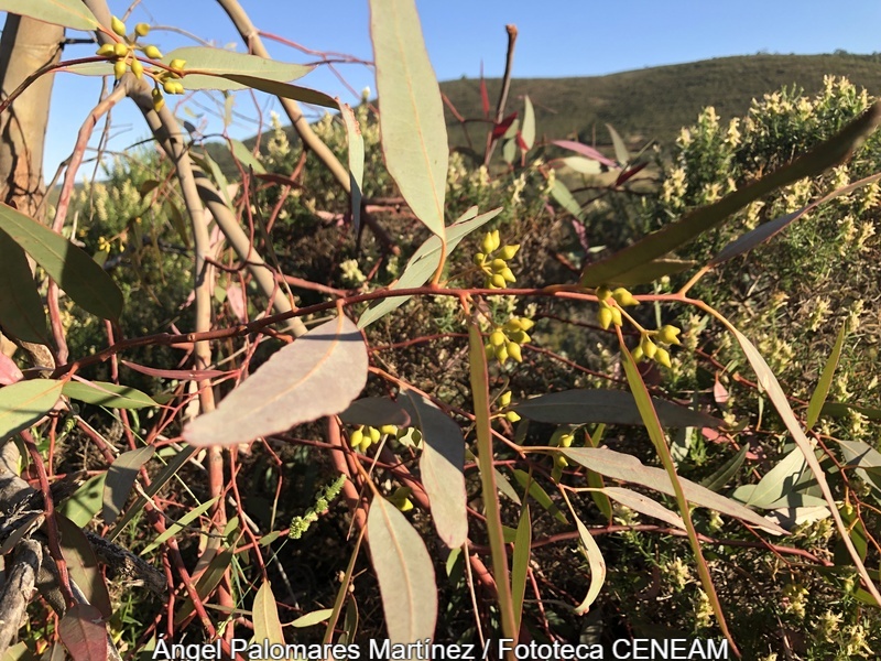 Eucalyptus camaldulensis Dehnh.