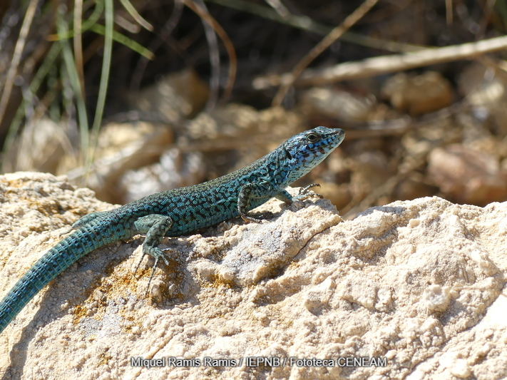 Podarcis pityusensis (Boscá, 1883)