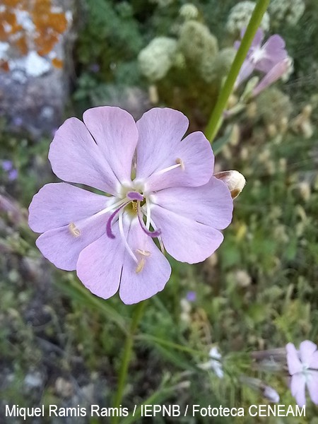 Silene hifacensis Willk.