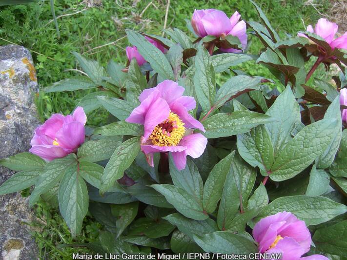 Paeonia cambessedesii (Willk.) Willk.
