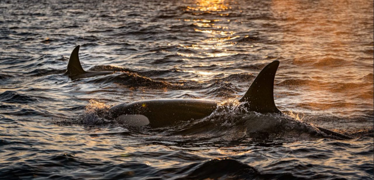foto orcas