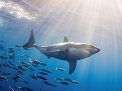 pesca furtiva de un ejemplar de tiburón marrajo (Isurus oxyrhyncus)