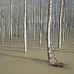 Inundación compatible con los usos del suelo en el río Ebro