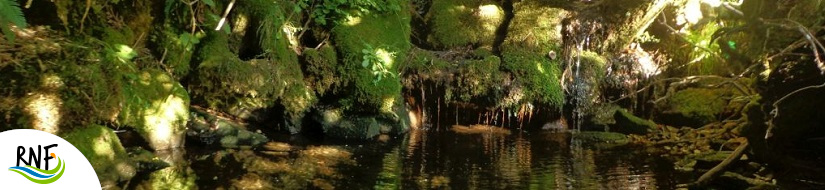 Reserva natural fluvial Río de Murias hasta la junta con el río Balouta