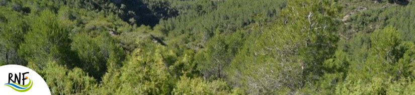 Reserva Natural Fluvial Cabecera del Torrente de Rupit