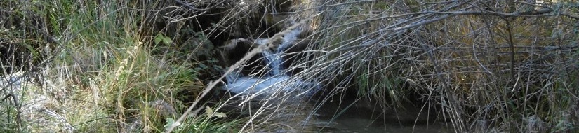 Reserva natural fluvial Arroyo del Puerto (tributario por la izquierda del río Tus)