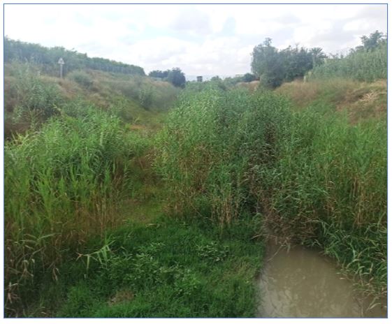 Recuperación del bosque de ribera y eliminación de la especie invasora Arundo donax en el río Mula desde el embalse de la Cierva hasta el embalse de Los Rodeos y la Rambla de Perea