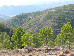 Paisaje con repoblación en líneas de nivel. Autor: María Isabel Sánchez Resco