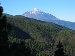 Vista panorámica del Parque Natural Corona Forestal, con el Téide de fondo. Autor: Juan Manuel Villares Muyo