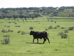 Fotografía de un toro en una dehesa. Autor: Juan Manuel Villares Muyo