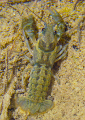 Cangrejo ibérico (Austropotamobius pallipes)
