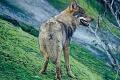 Lobo (Canis lupus) Autor: Carlos Sanz