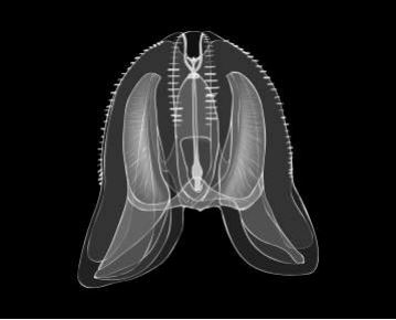 Mnemiopsis leidyi
