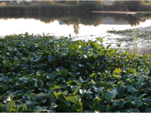 Eichhornia crassipes (Fotografía: MITECO)