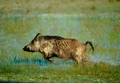 Fotografía en primer plano de un jabalí. Autor: José María Pérez de Ayala.OAPN-MAGRAMA