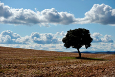 Fotografía de paisaje con tierra, cielo y árbol. Autor: José Mª Pérez de Ayala. OAPN-MAGRAMA