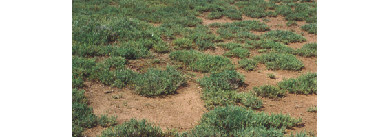 Fotografía de vegetación y arena