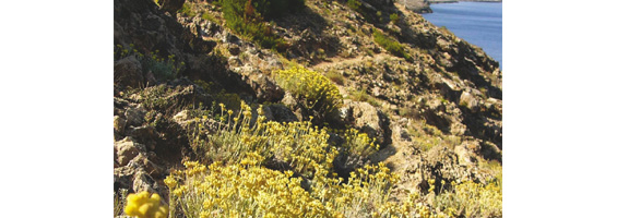 Fotografía de la ladera de una montaña con matorrales