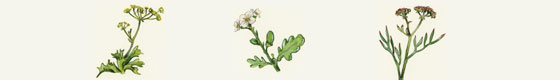 Ilustración con especies de plantas de acantilados marinos