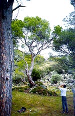 Persona examinando con prismáticos la salud de unos árboles en bosque