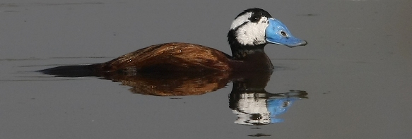 Malvasía cabeciblanca, Oxyura leucocephala. Autor: Ricardo Gómez Calmaestra